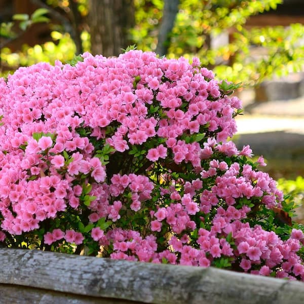 2.5 Quart Azalea 'Pink Ruffle' Flowering Shrub with Pink Flowers