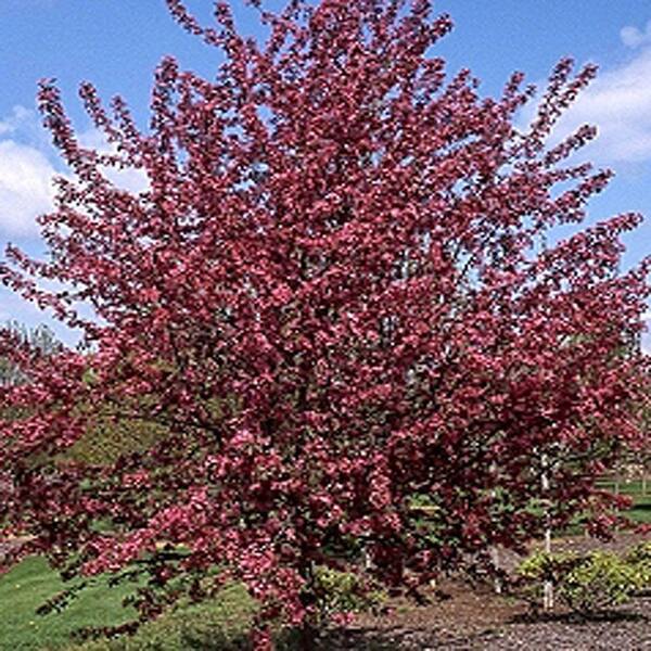 OnlinePlantCenter 5 gal. 5 ft. Robinson Crabapple Tree