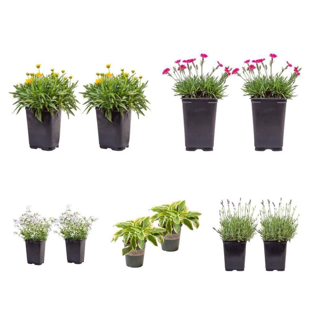 Costa Farms Coreopsis, Dianthus, Hosta, Phlox, and Lavender
