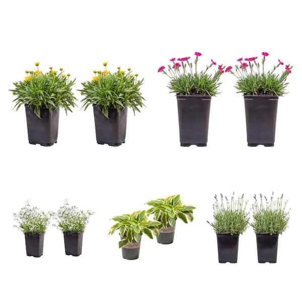 Costa Farms Coreopsis, Dianthus, Hosta, Phlox, and Lavender