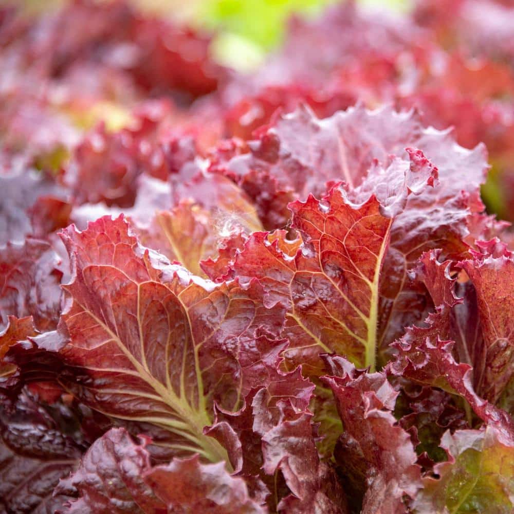 7.50 ft. L Lettuce Leaf Red Velvet Seed Tape, Includes 2 Seed Tapes Each price history on PriceWatchPro