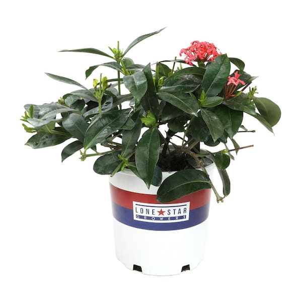 ALTMAN PLANTS Lone Star Growers 8 qt. Jungle Geranium shrub (Ixora Nora Grant) Pink blooms