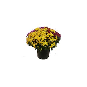 3 Gal. Tricolor Chrysanthemum (Mum) Plant with Assorted Blossom Colors in Grower Pot