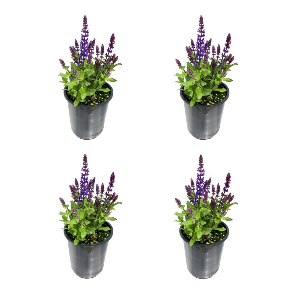 1.0 qt. Salvia Perennial Plant with Blue Flowers-(4-Pack)