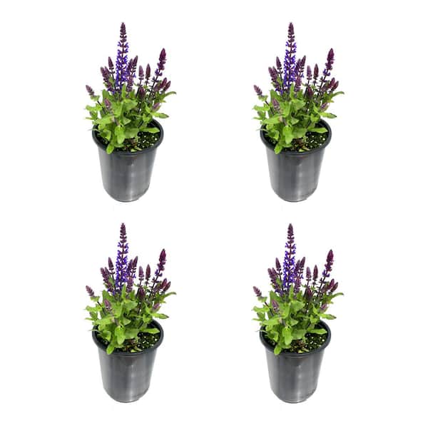 1.0 qt. Salvia Perennial Plant with Blue Flowers-(4-Pack)