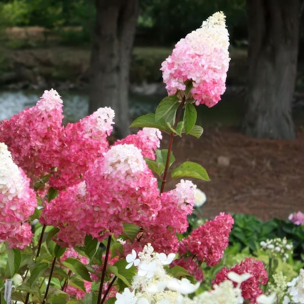 national PLANT NETWORK 3 gal. Hydrangea Vanilla Strawberry Live