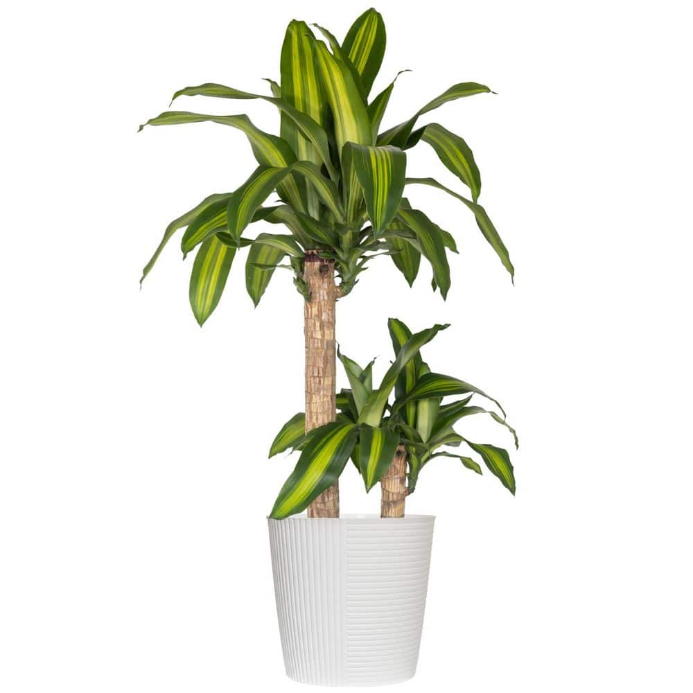 United Nursery Mass Cane Corn Plant 2 Stem in 10 inch White Decor Pot