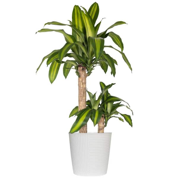 kaktus auf französisch MAILEG | Blumentopf mit Kaktus