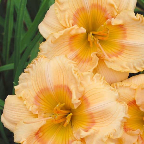 Southern Living Plant Collection 2.5 Qt. Joy of Living Celebration Daylily, Live Perennial Plant, Orange-pink Blooms