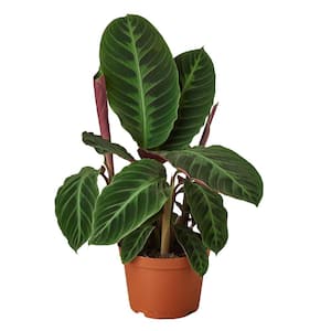 Warscewiczii Calathea Plant in 6 in. Grower Pot