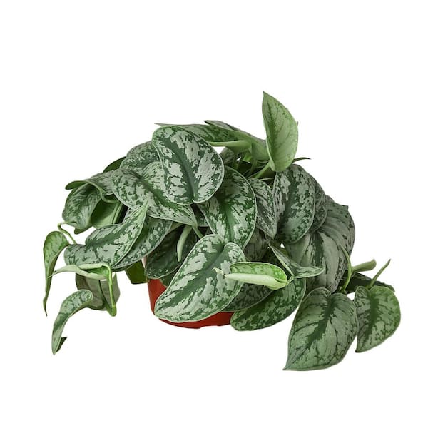 PPC INTERNATIONAL LLC Pothos Silver Splash Scindapsus Pictus Plant in 6 in. Grower Pot