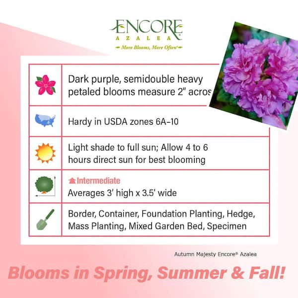 1 Gal. Autumn Majesty Encore Azalea Shrub with Purple Ruffled Reblooming Flowers
