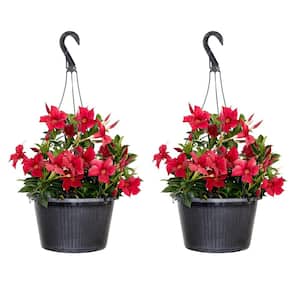 Red Mandevilla Flowering Live Outdoor Plant Premium 10 inch Hanging Basket (2-Pack)