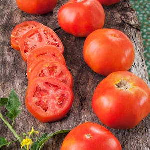 1.19 qt. Rutgers Tomato Plant (6-Pack)