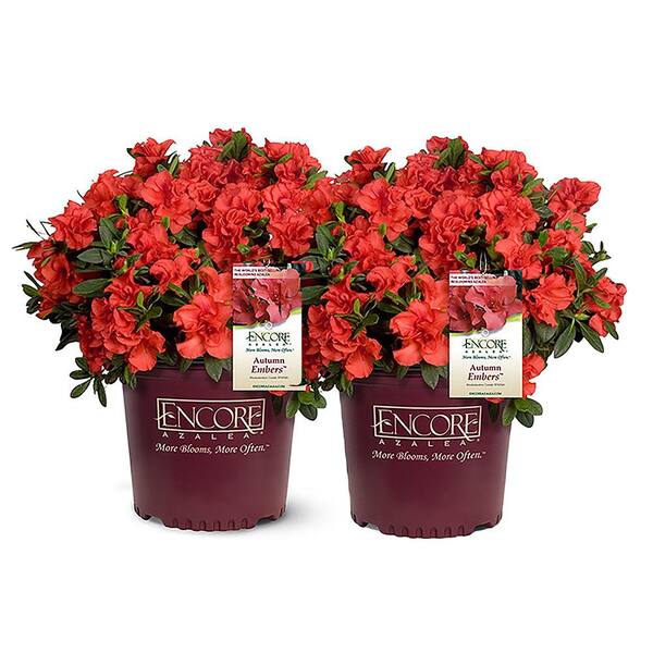 ENCORE AZALEA 1 Gal. Autumn Embers Azalea Shrub with Red Flowers (2-Pack)  18109 - The Home Depot