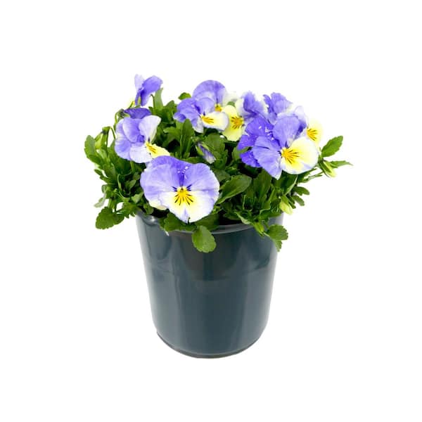Unbranded Perennial Viola Halo Lilac 2.5 qt.