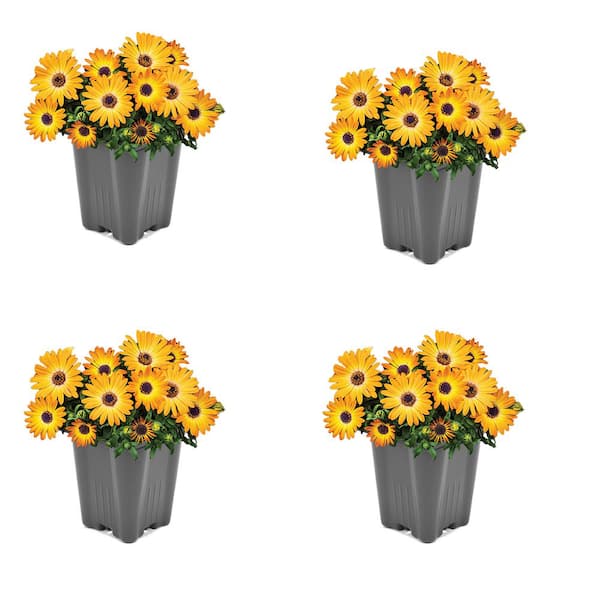 Unbranded Vigoro Annual Osteospermum Orange 1.0 QT (4-Pack)