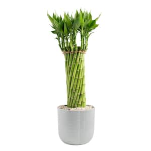 Grower's Choice Medium Braided Lucky Bamboo Indoor Plant in 4.5 in. Gray Decor Planter, Avg. Shipping Height 1-2 ft.Tall