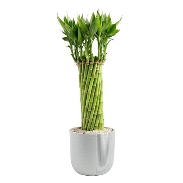 Costa Farms Grower's Choice Medium Braided Lucky Bamboo Indoor Plant in 4.5 in. Gray Decor Planter, Avg. Shipping Height 1-2 ft.Tall