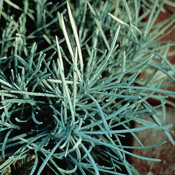 Proven Winners 4.25 in. Eco+ Grande Icicles Licorice Plant (Helichrysum Thianschanicum) Live Annual Plant 4-Pack