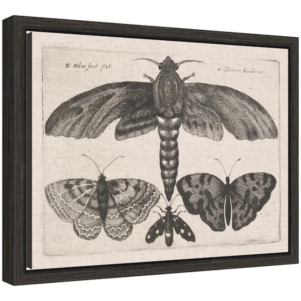 Sylvie "Vintage Moth and Butterflies" by Nostalgia Prints Animals Framed Canvas Art Print 10 in. x 13 in.