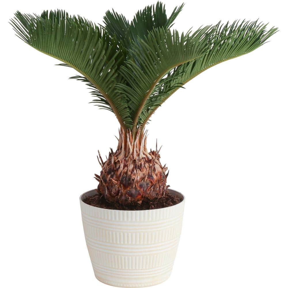 Costa Farms Cycas Revoluta Sago Palm Indoor Plant in 6 in. Pot, Average Shipping Height 1-2 ft. CO.RV06.3.CYL The Home Depot