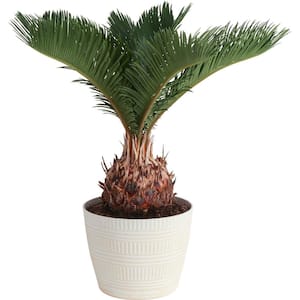 Cycas Revoluta Sago Palm Indoor Plant in 6 in. White Pot, Average Shipping Height 1-2 ft.