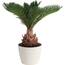 https://images.thdstatic.com/productImages/80a647e1-9063-43c6-b1df-b31bcb3b53cd/svn/costa-farms-house-plants-co-rv06-3-cyl-64_65.jpg