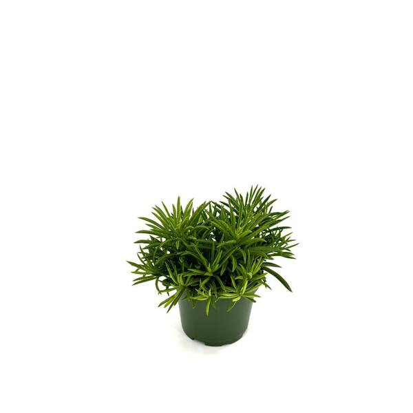 HAMPSHIRE FARMS 6 in. Peperomia Nevada Plant in Grower Pot
