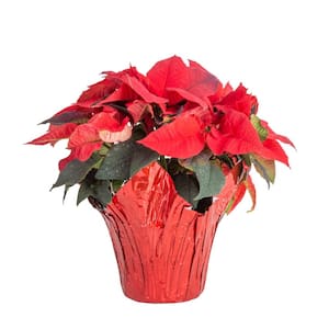 Fresh Red Indoor Poinsettia in 1 Pt. Red Pot Cover, Avg. Shipping Height 10 in. Tall