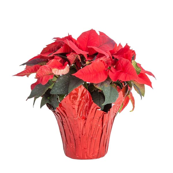 Costa Farms Fresh Red Indoor Poinsettia in 1 Pt. Red Pot Cover, Avg. Shipping Height 10 in. Tall