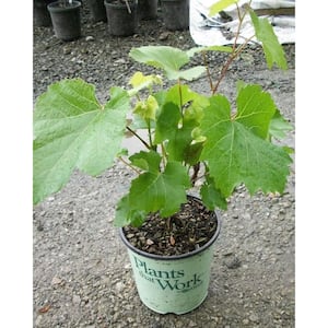 Grape (Vitis) Lakemont (Live Plant)