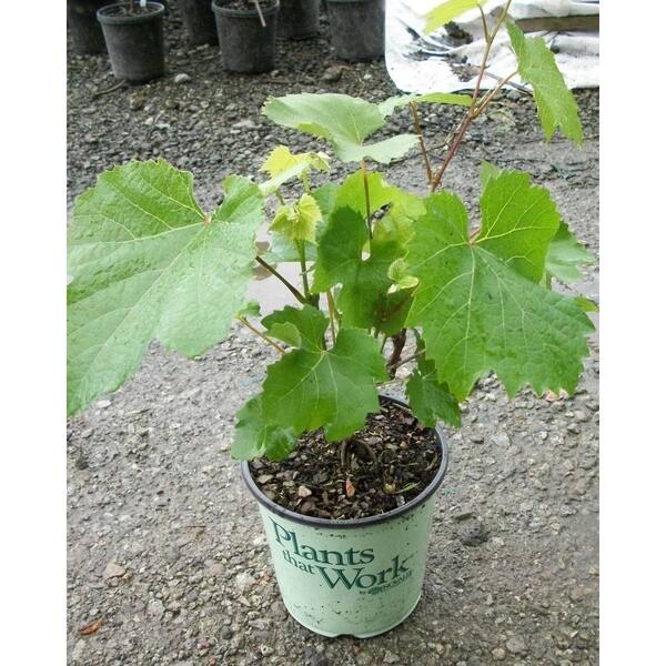 Plants That Work Grape (Vitis) Lakemont (Live Plant)