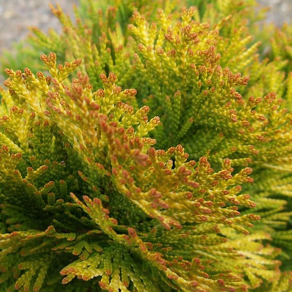 2 Gal. Highlights Arborvitae (Thuja) Live Conifer Evergreen Tree, Yellow and Green Foliage
