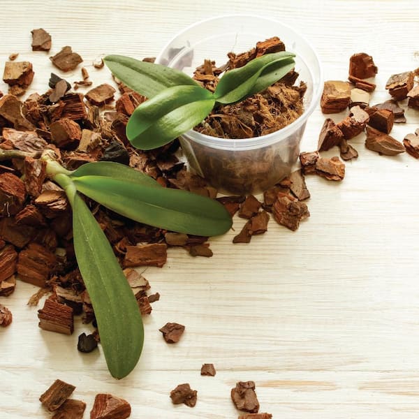 8 Qt. All-Natural Orchid Bark Brown TM008 - The Home Depot