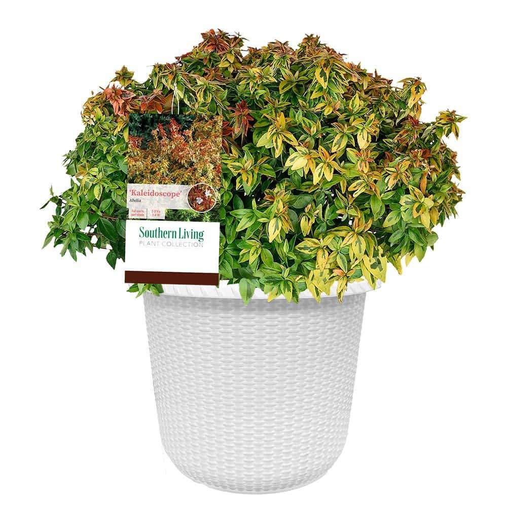 o*y様 Bcephalandra sp Theia 群生株多数 SOUTHERN LIVING 2 Gal. Kaleidoscope Abelia Plant with Chameleon