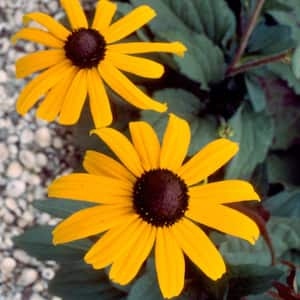 2.5 Qt. Goldsturm Rudbeckia(Black-Eyed Susan), Live Perennial Plant, Bright Yellow Cone-Flowers