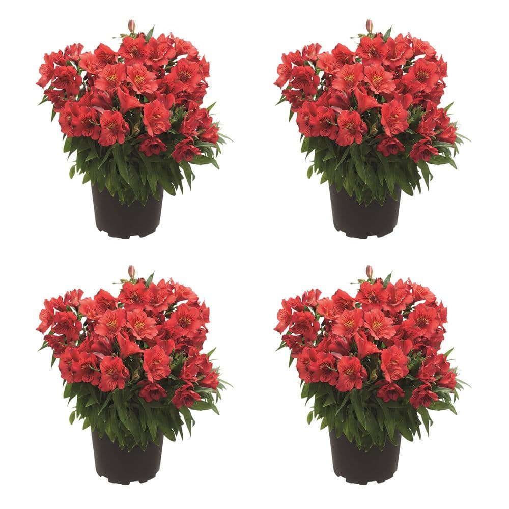 Unbranded. 2.5 qt. Alstroemeria 'Colorita Kate' Perennial Plant