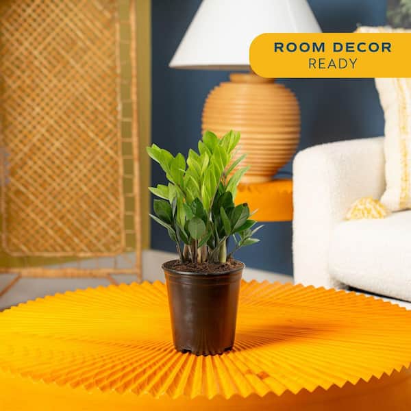 Zamioculas Zamiifolia Indoor ZZ Plant in 6 in. Grower Pot, Avg. Shipping Height 10 in. Tall