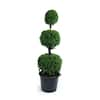 Online Orchards 3 gal. Alberta Spruce Shrub with Formal Poodle Topiary ...