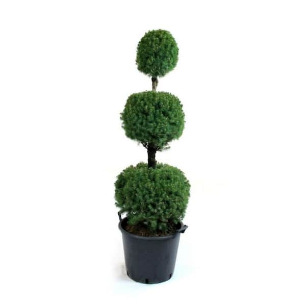 Online Orchards 3 gal. Alberta Spruce Shrub with Formal Poodle Topiary Shape