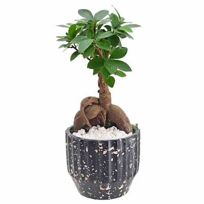 5 in. Ginseng Ficus Bonsai Black Round Speckled Splash Ceramic Planter