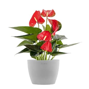 Live Red Anthurium Houseplant in 6 in. Light Grey Eco-Friendly Sustainable Decor Pot