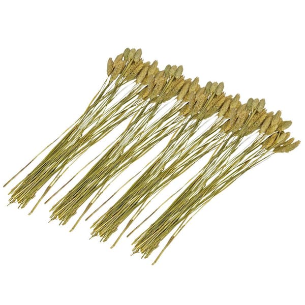 21 in. Natural Brown Indoor Non Artificial Dried Preserved Dried Gem Grass-Pack of 4