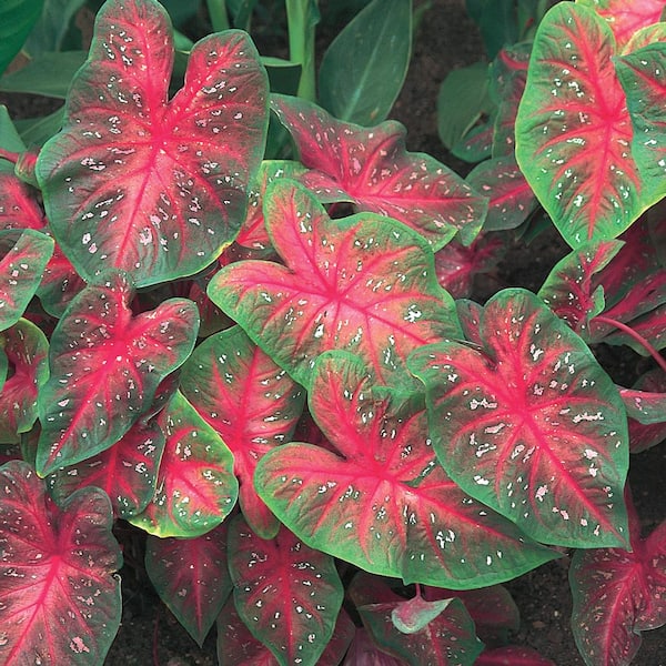 Costa Farms 1 Qt. John Peed Caladium Plant 1.00QTCALJOHVG The Home Depot