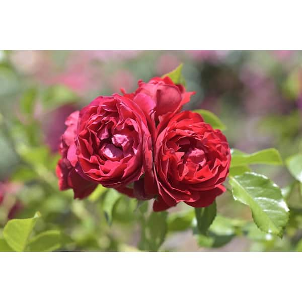 Crimson Red Miniature Roses  Delicate Fragrance Flowers Plant