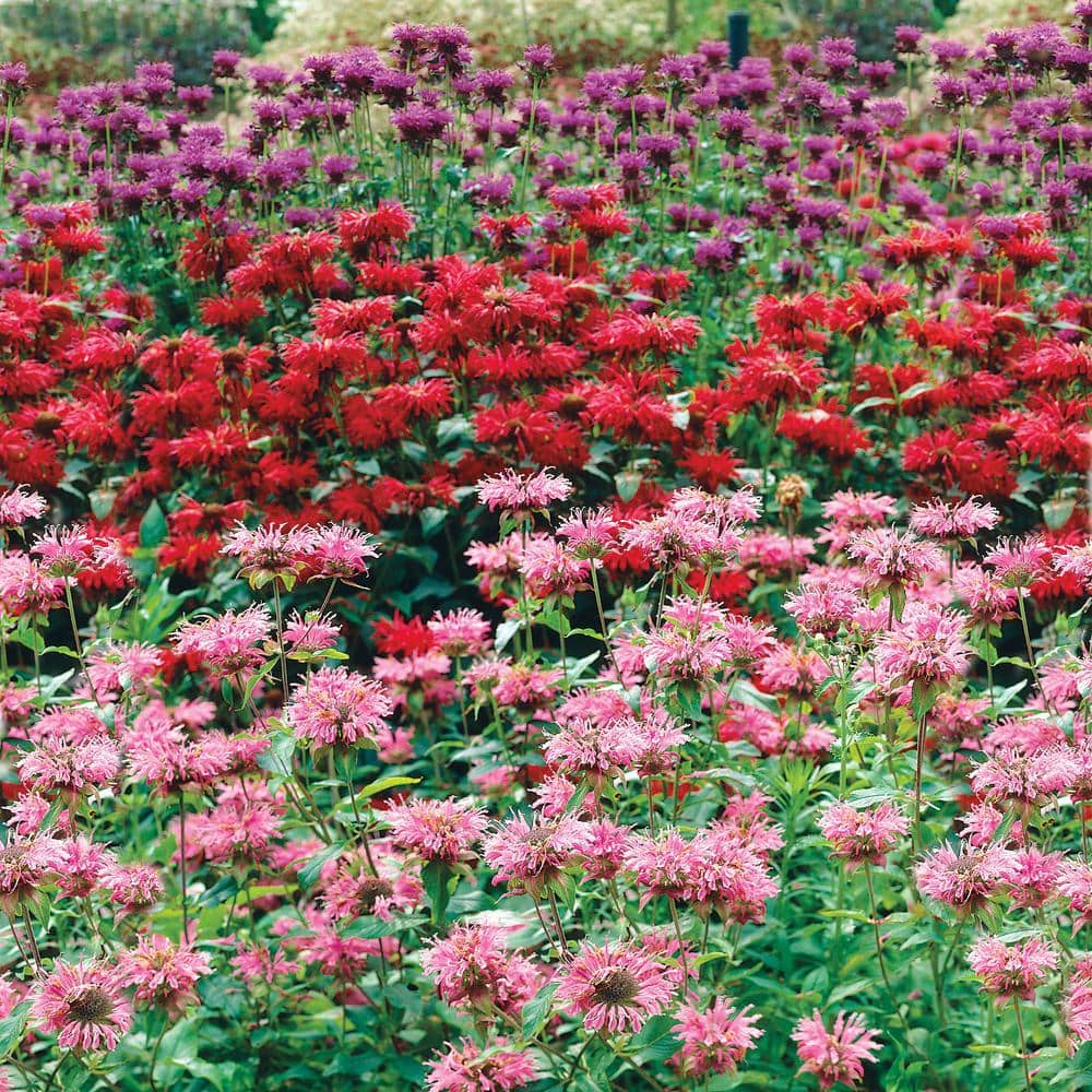 monamona【 HW便】Bucephalandraセット Monarda bradburiana Bee Balm | Behmerwald Nursery - Behmerwald Nursery