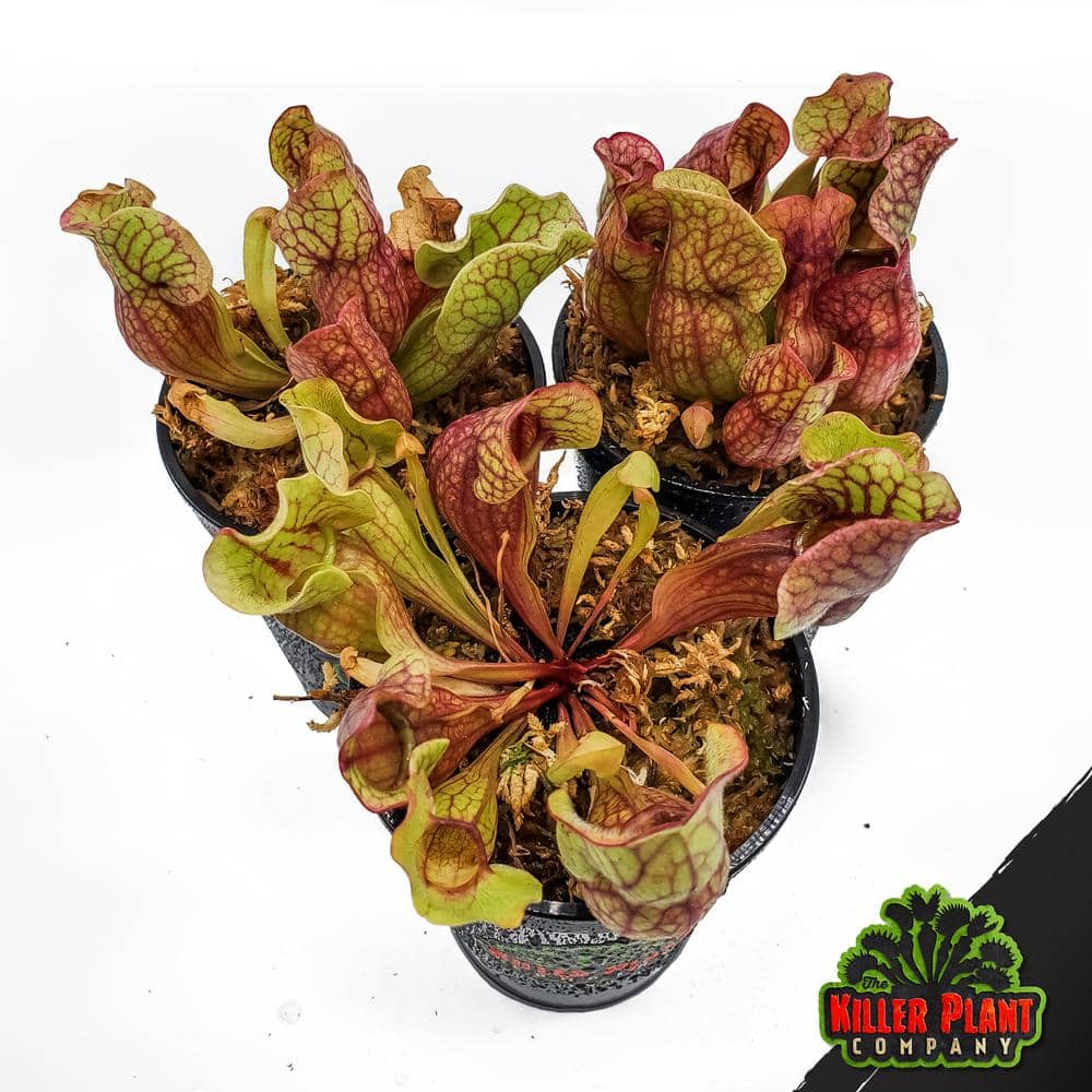 Buy Carnivorous Plant Sarracenia Purpurea Venosa Red Purple Pitcher