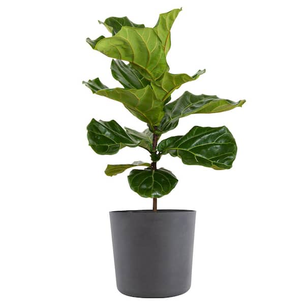 United Nursery Fiddle Leaf Fig Ficus Lyrata Standard Live Indoor Outdoor Plant in 10 inch Premium Sustainable Ecopots Grey Pot