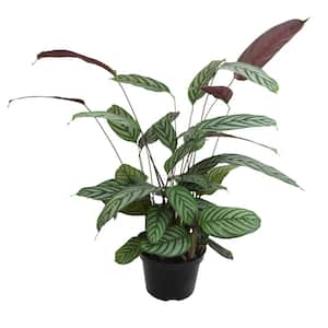 Ctenanthe Setosa Grey Star (Never Never Plant) Air Purifying Tropical Indoor Houseplant in 8 in. Grower Pot